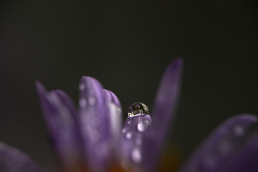 Fotografia Macro: Cum să surprinzi detaliile fascinante ale insectelor