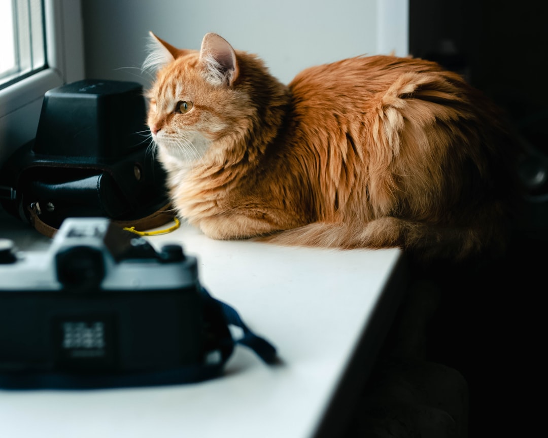 Cum să fotografiezi animalele de companie: Focalizarea pe ochi