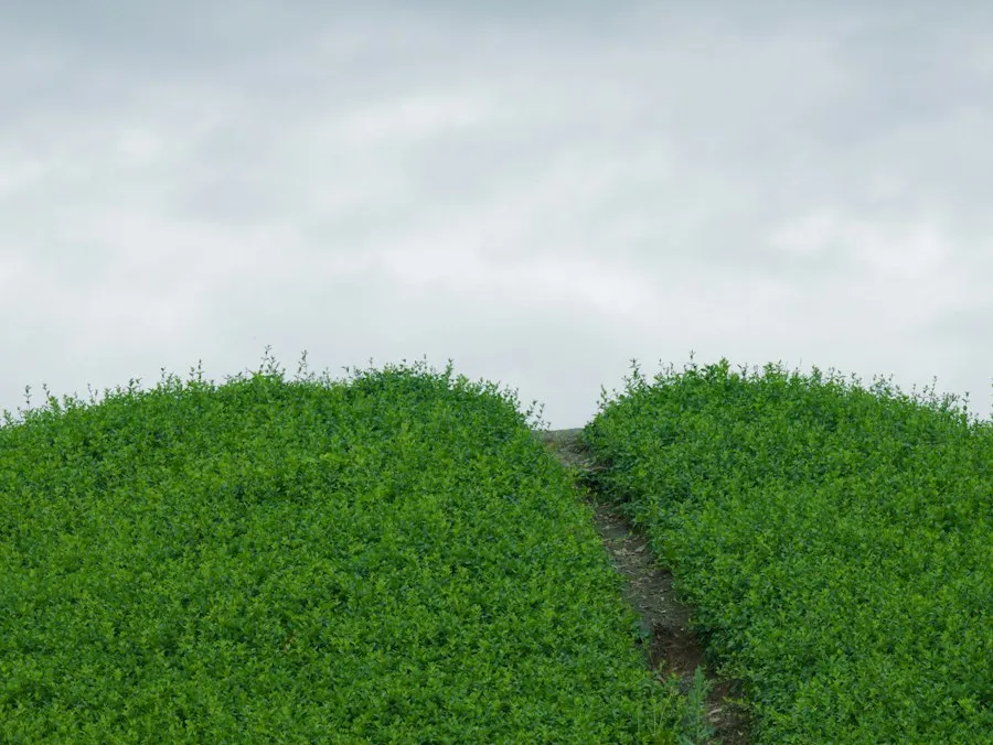 common landscape mistakes